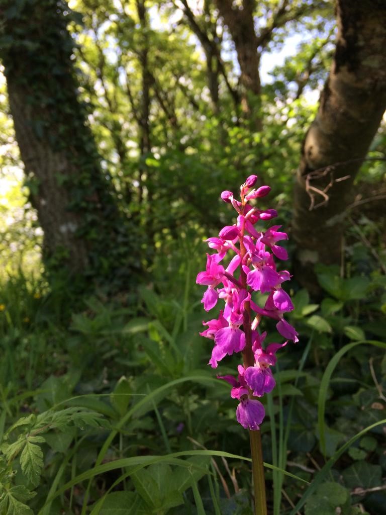 Revesby Estate purple orchid in woodland