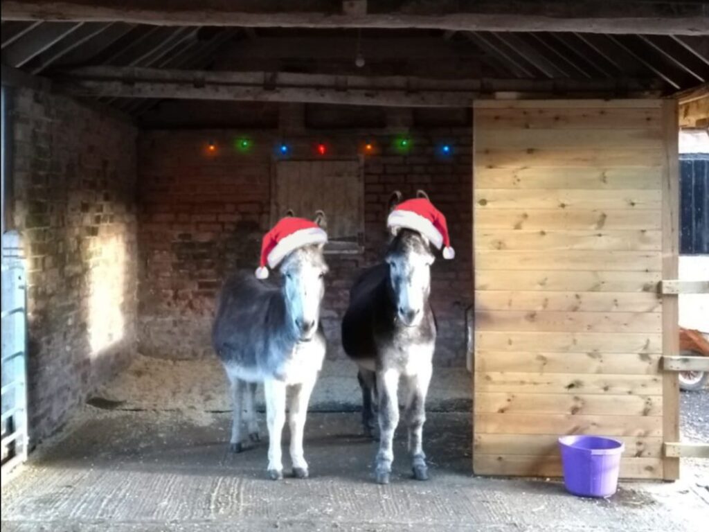 Donkeys dressed for Christmas at Revesby Estate