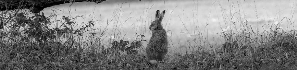 The Mad March Hare Wildlife on Revesby Estate Brown Hare Mountain Hare