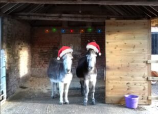 December Donkeys